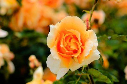 Kaip negenėti rožių rudenį: klaidos, kurios sustabdys žydėjimą