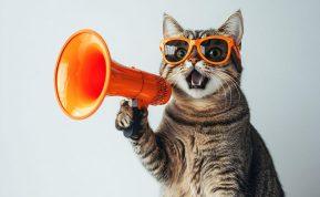 Kaip pašalinti naminių gyvūnėlių plaukus iš baldų, kilimų, patalynės ir drabužių