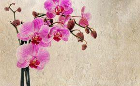 Kaip prižiūrėti orchidėją? Trumpai apie patikimus metodus