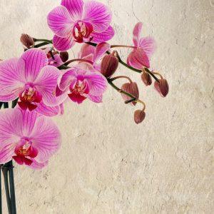 Kaip prižiūrėti orchidėją? Trumpai apie patikimus metodus