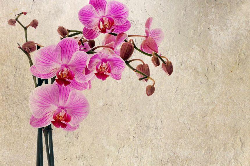 Kaip prižiūrėti orchidėją? Trumpai apie patikimus metodus