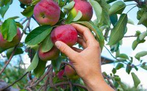 Kaip rudenį apsaugoti obelis nuo ligų ir užtikrinti sveiką derlių