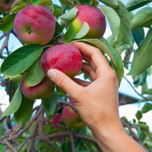 Kaip rudenį apsaugoti obelis nuo ligų ir užtikrinti sveiką derlių