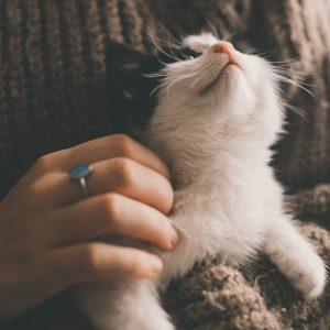 Kaip suprasti, ar katė myli savo šeimininką?