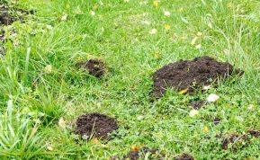 Kas iš tikrųjų traukia kurmius į jūsų sodą? Atsakymas, tikėtina, nustebins