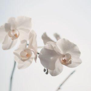 Kavos tirščiai orchidėjoms
