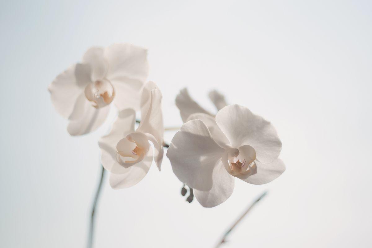 Kavos tirščiai orchidėjoms
