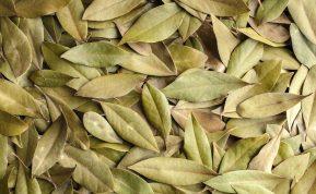 Kodėl namuose naudinga smilkyti lauro lapus?