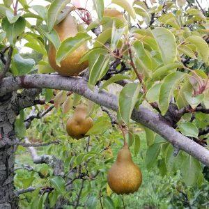Kodėl obuoliai ir kriaušės pradeda pūti dar ant medžio – ir kaip to išvengti