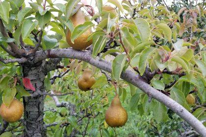 Kodėl obuoliai ir kriaušės pradeda pūti dar ant medžio – ir kaip to išvengti