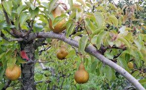 Kodėl obuoliai ir kriaušės pradeda pūti dar ant medžio – ir kaip to išvengti