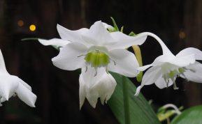 Kodėl verta namuose auginti Amazonės leliją?