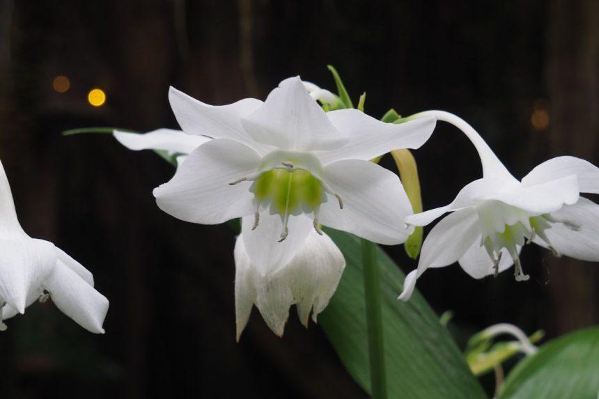 Kodėl verta namuose auginti Amazonės leliją?