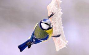 Kodėl zylės lesa lašinius ir kaip jas teisingai lesinti žiemą