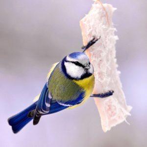 Kodėl zylės lesa lašinius ir kaip jas teisingai lesinti žiemą