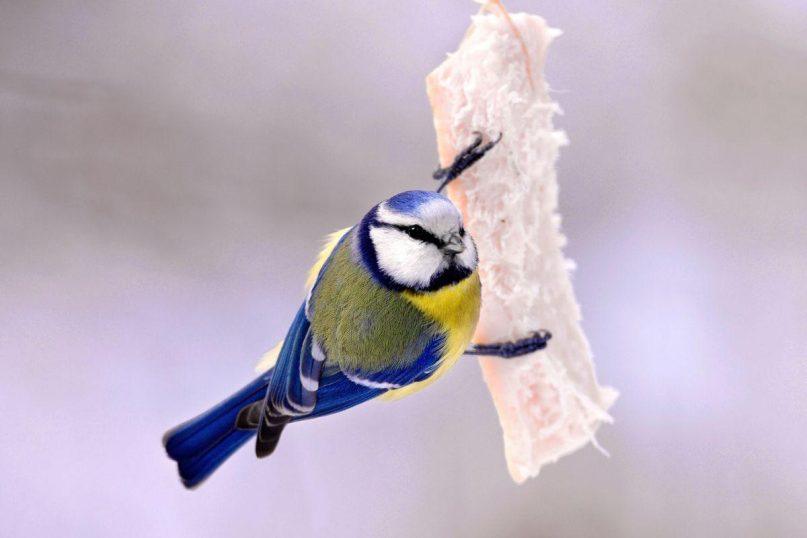 Kodėl zylės lesa lašinius ir kaip jas teisingai lesinti žiemą