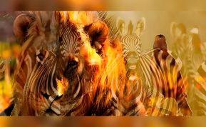 Kokį gyvūną pamatėte pirmiausia? Tai gali daug pasakyti apie jus. Nuotraukos šaltinis: depor.com