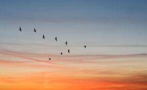 Koks paukštis globoja jūsų gimimo mėnesį?