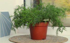 Krapai ant palangės: Kaip užsiauginti šviežių krapų ištisus metus