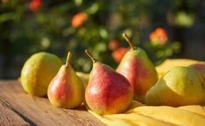 Kriaušės – saldus ilgaamžiškumo paslapties vaisius