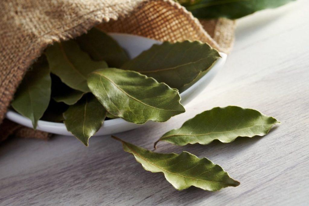 Lauro lapas buityje – natūrali apsauga nuo kenkėjų