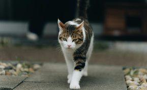 Liaudies prietarai: ką reiškia, jei katė išėjo iš namų?