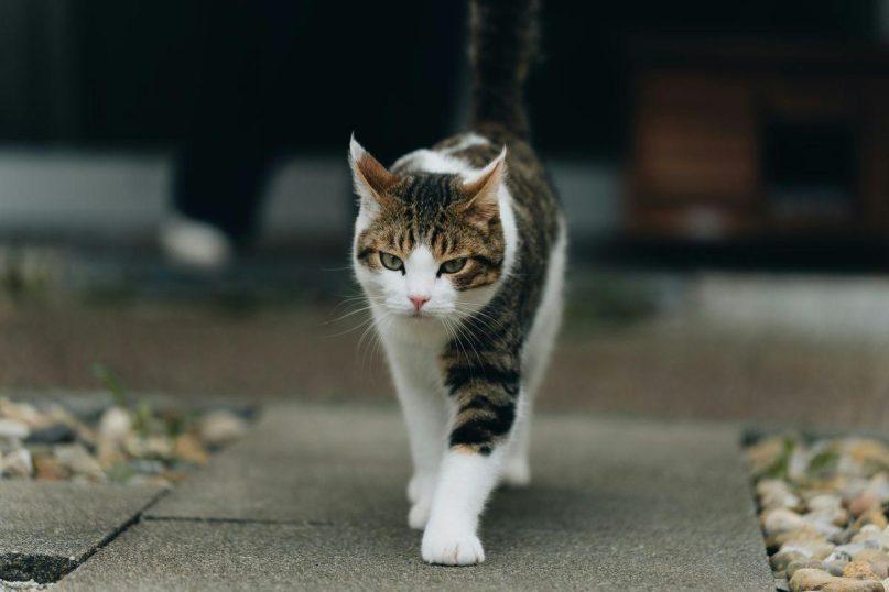 Liaudies prietarai: ką reiškia, jei katė išėjo iš namų?
