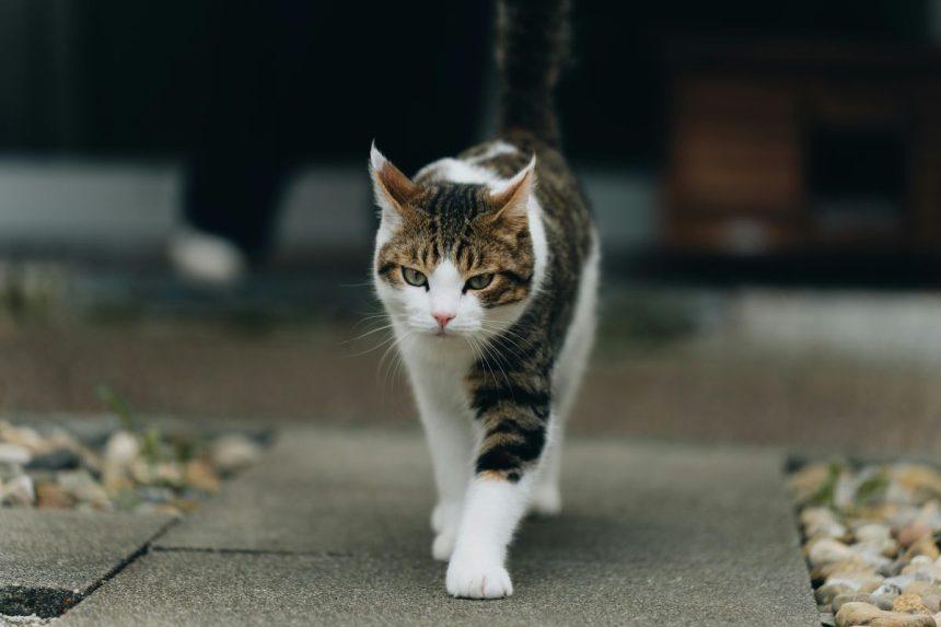 Liaudies prietarai: ką reiškia, jei katė išėjo iš namų?