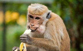 Mėgstate bananus? Tada privalote sužinoti šias naudingas jų savybes!