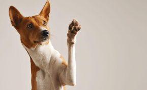 Mokslininkai įrodė, kad šunys supranta daugiau nei mes manome