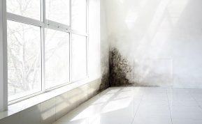 Natūralus būdas pašalinti pelėsį. Išnyks per 20 minučių be nuodingų cheminių medžiagų