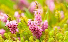 Ne viržiai, nors labai panašūs: žieminės erikos, kurios žiedais džiugina žiemą