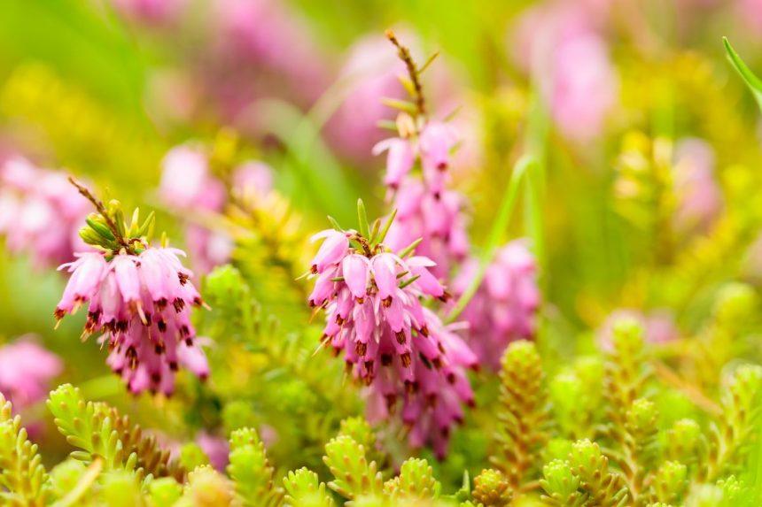 Ne viržiai, nors labai panašūs: žieminės erikos, kurios žiedais džiugina žiemą