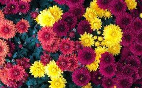 Neapsigaukite pirkdami tokias chrizantemas: šios gėlės nuvys dar iki Vėlinių