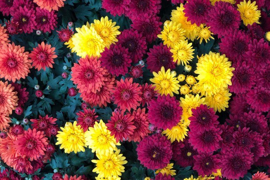 Neapsigaukite pirkdami tokias chrizantemas: šios gėlės nuvys dar iki Vėlinių
