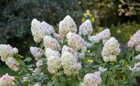 Neskubėkite išmesti - ąžuolo lapai tikras auksas jūsų hortenzijoms