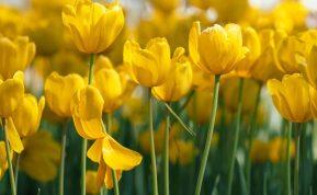 Niekada nedovanokite geltonų gėlių savo artimiesiems: tam yra priežastis