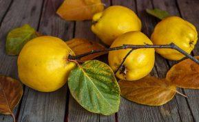 Nuostabi rudens dovana - svarainiai. Atskleidė, kodėl juos verta įtraukti į savo mitybą