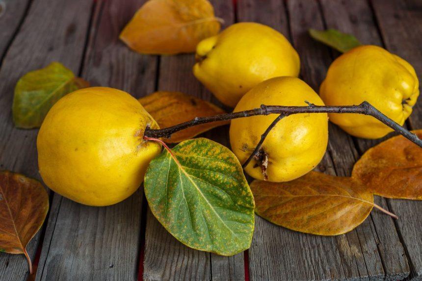 Nuostabi rudens dovana - svarainiai. Atskleidė, kodėl juos verta įtraukti į savo mitybą