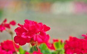 Originalus pelargonijų dauginimo būdas: pavasarį sulauksite nuostabių žiedų!