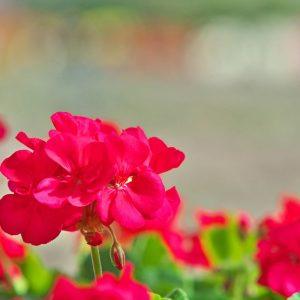 Originalus pelargonijų dauginimo būdas: pavasarį sulauksite nuostabių žiedų!