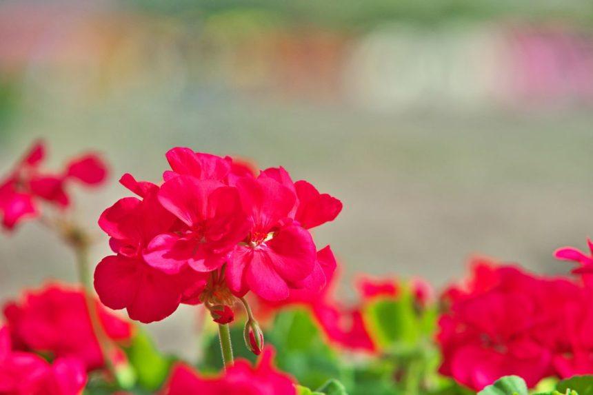 Originalus pelargonijų dauginimo būdas: pavasarį sulauksite nuostabių žiedų!