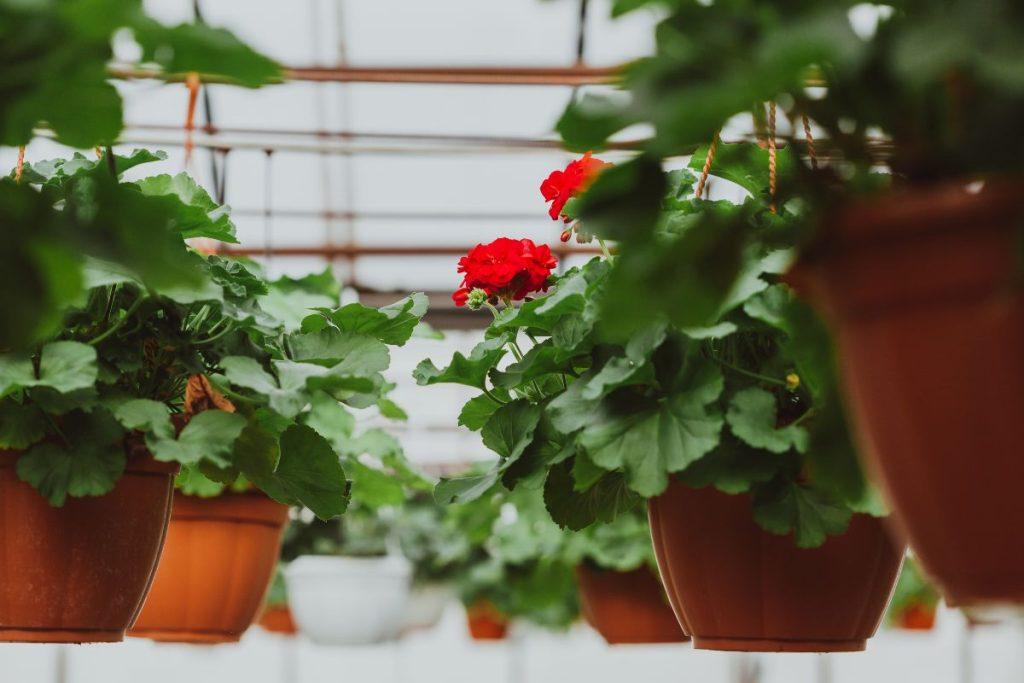 Originalus pelargonijų dauginimo būdas: pavasarį sulauksite nuostabių žiedų! Kaip padidinti prigijimo tikimybę
