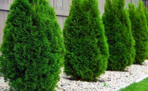 Paneigsime mitą: kas iš tikrųjų gali augti šalia tujų?