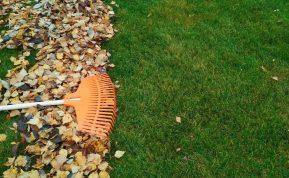 Paprastas būdas išnaikinti samanas vejoje. Prireiks netikėtos priemonės