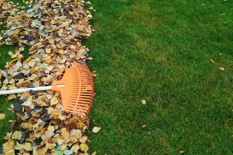 Paprastas būdas išnaikinti samanas vejoje. Prireiks netikėtos priemonės