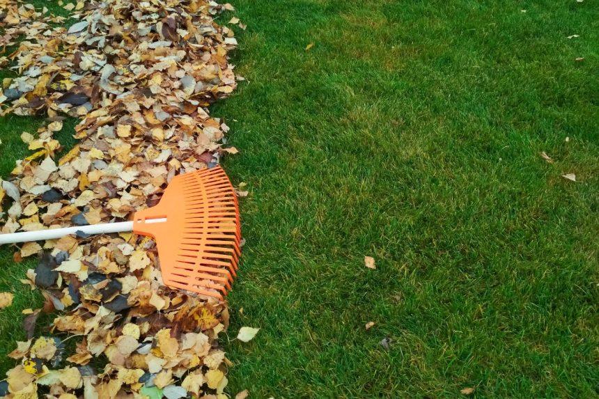 Paprastas būdas išnaikinti samanas vejoje. Prireiks netikėtos priemonės