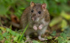 Paprastas būdas, kuris padės išvaikyti žiurkes ir peles