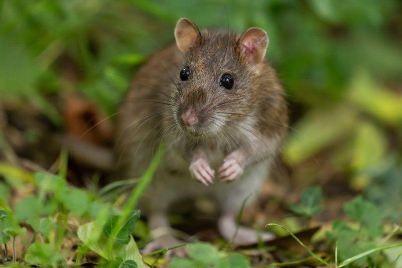 Paprastas būdas, kuris padės išvaikyti žiurkes ir peles