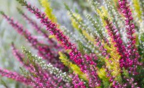 Paruoškite viržius žydėjimui žiemą pasinaudodami šiuo tręšimo triuku